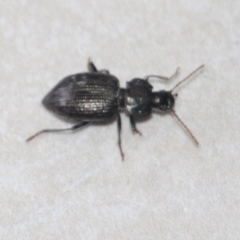 Carabidae (family) at Currowan, NSW - 25 Mar 2024 by UserCqoIFqhZ