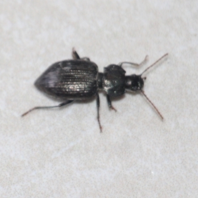 Unidentified Carab beetle (Carabidae) at Currowan, NSW - 25 Mar 2024 by UserCqoIFqhZ