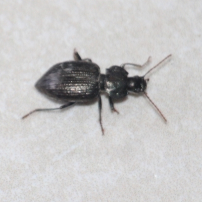 Carabidae (family) at Currowan, NSW - 25 Mar 2024 by UserCqoIFqhZ