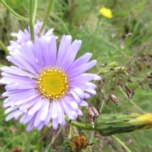 Brachyscome sp. at Namadgi National Park - 20 Jan 2022