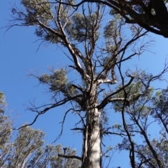 Eucalyptus nitens (Shining Gum) at Deua National Park (CNM area) - 29 May 2024 by RobG1