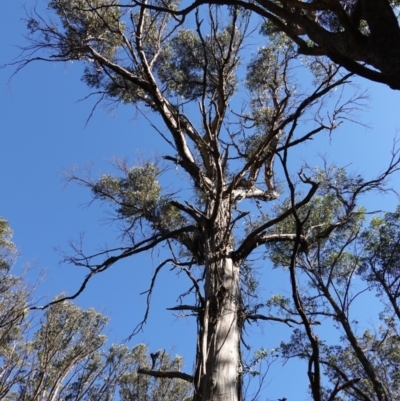 Eucalyptus nitens (Shining Gum) at Deua National Park (CNM area) - 29 May 2024 by RobG1
