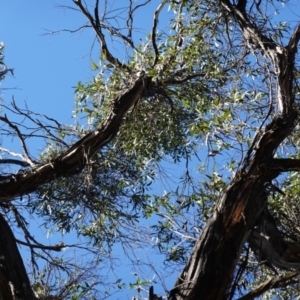 Eucalyptus nitens at suppressed - 29 May 2024