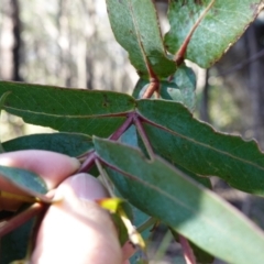 Eucalyptus nitens at suppressed - 29 May 2024