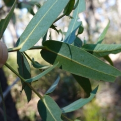 Eucalyptus nitens at suppressed - 29 May 2024