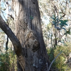 Eucalyptus nitens at suppressed - 29 May 2024