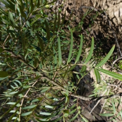Polyscias sambucifolia subsp. Short leaflets (V.Stajsic 196) Vic. Herbarium (Elderberry Panax, Ornamental Ash, Elderberry Ash) at Deua National Park (CNM area) - 29 May 2024 by RobG1
