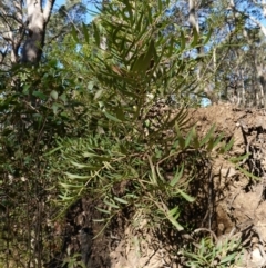 Polyscias sambucifolia subsp. Short leaflets (V.Stajsic 196) Vic. Herbarium at Deua National Park (CNM area) - 29 May 2024 01:34 PM