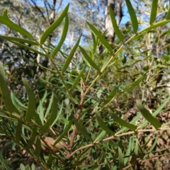 Polyscias sambucifolia subsp. Short leaflets (V.Stajsic 196) Vic. Herbarium at Deua National Park (CNM area) - 29 May 2024 01:34 PM