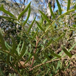 Polyscias sambucifolia subsp. Short leaflets (V.Stajsic 196) Vic. Herbarium at Deua National Park (CNM area) - 29 May 2024 01:34 PM