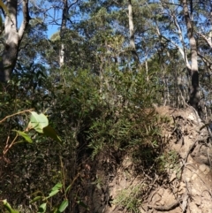 Polyscias sambucifolia subsp. Short leaflets (V.Stajsic 196) Vic. Herbarium at Deua National Park (CNM area) - 29 May 2024 01:34 PM