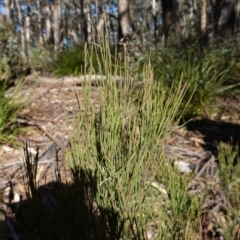 Exocarpos strictus (Dwarf Cherry) at Deua National Park (CNM area) - 29 May 2024 by RobG1