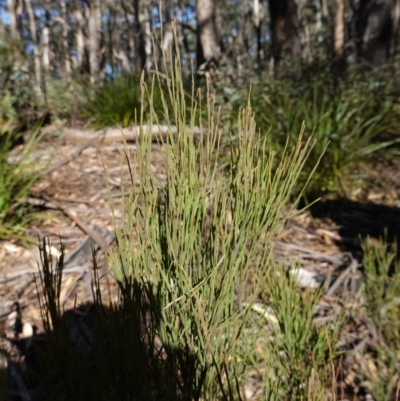 Exocarpos strictus (Dwarf Cherry) at Deua National Park (CNM area) - 29 May 2024 by RobG1