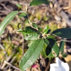 Olearia megalophylla (Large-leaf Daisy-bush) at QPRC LGA - 29 May 2024 by RobG1