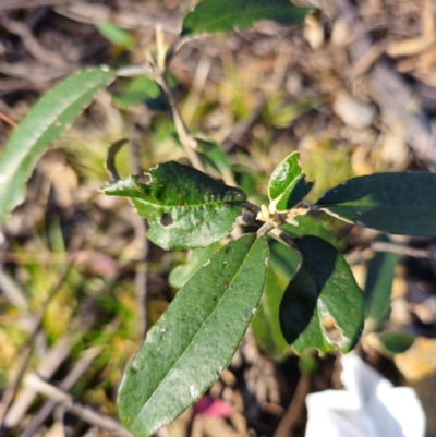 Olearia megalophylla (Large-leaf Daisy-bush) at Snowball, NSW - 29 May 2024 by RobG1
