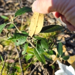 Olearia megalophylla at Deua National Park (CNM area) - 29 May 2024