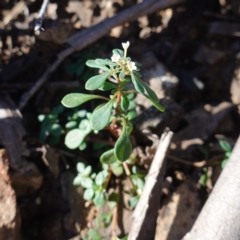 Poranthera microphylla (Small Poranthera) at Snowball, NSW - 29 May 2024 by RobG1