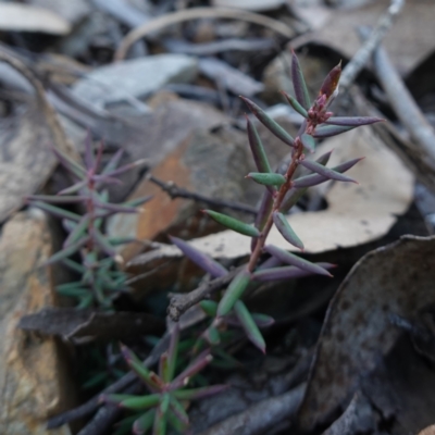 Lissanthe strigosa subsp. subulata (Peach Heath) at Deua National Park (CNM area) - 29 May 2024 by RobG1