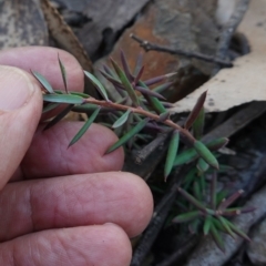 Lissanthe strigosa subsp. subulata at Deua National Park (CNM area) - 29 May 2024