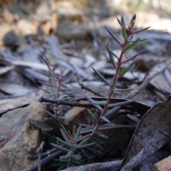 Lissanthe strigosa subsp. subulata at Deua National Park (CNM area) - 29 May 2024