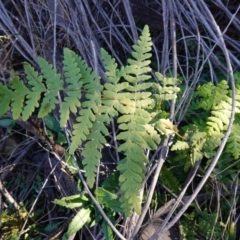 Histiopteris incisa (Bat's-Wing Fern) at Snowball, NSW - 29 May 2024 by RobG1