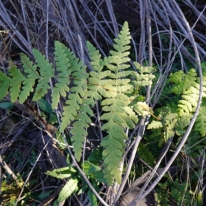 Histiopteris incisa at Deua National Park (CNM area) - 29 May 2024