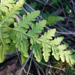 Histiopteris incisa at Deua National Park (CNM area) - 29 May 2024