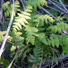 Histiopteris incisa at Deua National Park (CNM area) - 29 May 2024