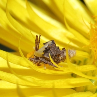 Heliocosma (genus - immature) (A tortrix or leafroller moth) at Acton, ACT - 30 May 2024 by TimL