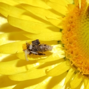 Heliocosma (genus - immature) at ANBG - 30 May 2024