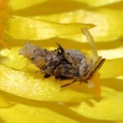 Heliocosma (genus - immature) at ANBG - 30 May 2024