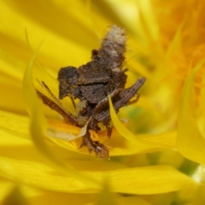 Heliocosma (genus - immature) at ANBG - 30 May 2024