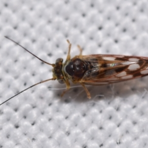 Psyllidae sp. (family) at QPRC LGA - 30 May 2024