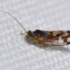 Psyllidae sp. (family) at QPRC LGA - 30 May 2024