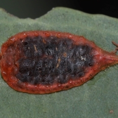 Unidentified Scale insect or Mealybug (Hemiptera, Coccoidea) at Acton, ACT - 30 May 2024 by TimL