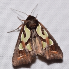 Cosmodes elegans (Green Blotched Moth) at Jerrabomberra, NSW - 30 May 2024 by DianneClarke