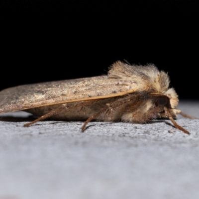 Diarsia intermixta (Chevron Cutworm, Orange Peel Moth.) at Acton, ACT - 30 May 2024 by TimL