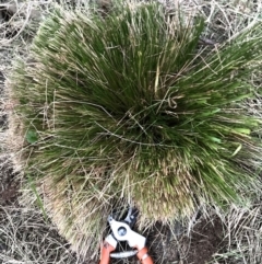 Nassella trichotoma (Serrated Tussock) at Watson, ACT - 30 May 2024 by waltraud