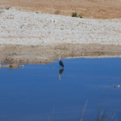 Ardea pacifica (White-necked Heron) at Collarenebri, NSW - 22 May 2024 by MB