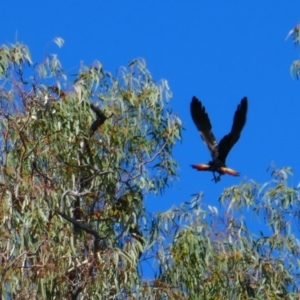 Calyptorhynchus banksii at Collarenebri, NSW - 23 May 2024 11:06 AM