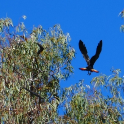 Calyptorhynchus banksii (Red-tailed Black-cockatoo) at Collarenebri, NSW - 23 May 2024 by MB