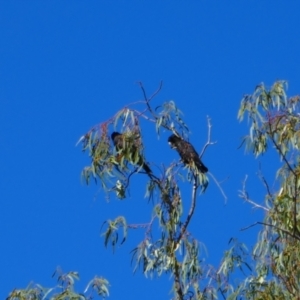 Calyptorhynchus banksii at Collarenebri, NSW - 23 May 2024