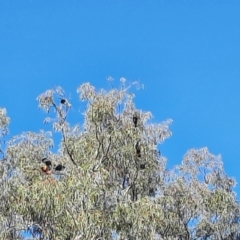 Calyptorhynchus banksii at Collarenebri, NSW - 23 May 2024