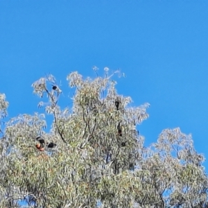 Calyptorhynchus banksii at Collarenebri, NSW - 23 May 2024 11:06 AM