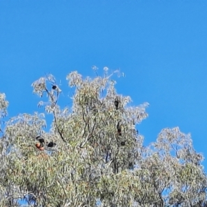 Calyptorhynchus banksii at Collarenebri, NSW - 23 May 2024