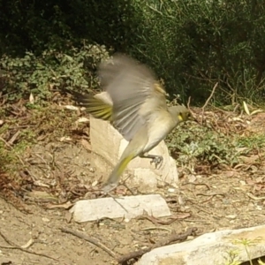 Ptilotula fusca at Aranda, ACT - 24 May 2024