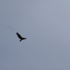 Haliaeetus leucogaster (White-bellied Sea-Eagle) at Collarenebri, NSW - 24 May 2024 by MB