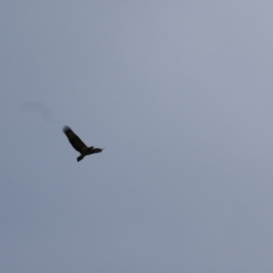 Haliaeetus leucogaster at Collarenebri, NSW - 24 May 2024