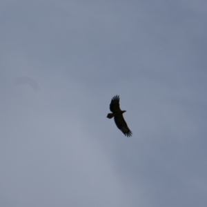 Haliaeetus leucogaster at Collarenebri, NSW - 24 May 2024