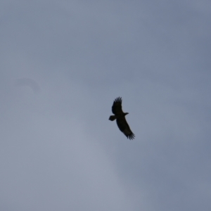 Haliaeetus leucogaster at Collarenebri, NSW - 24 May 2024 11:14 AM